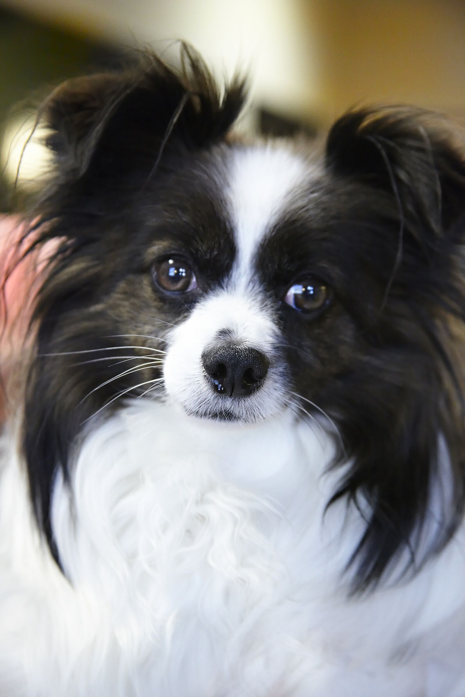 Canon EOS 5D Mark II sample photo. Dog, papillon, pet photography