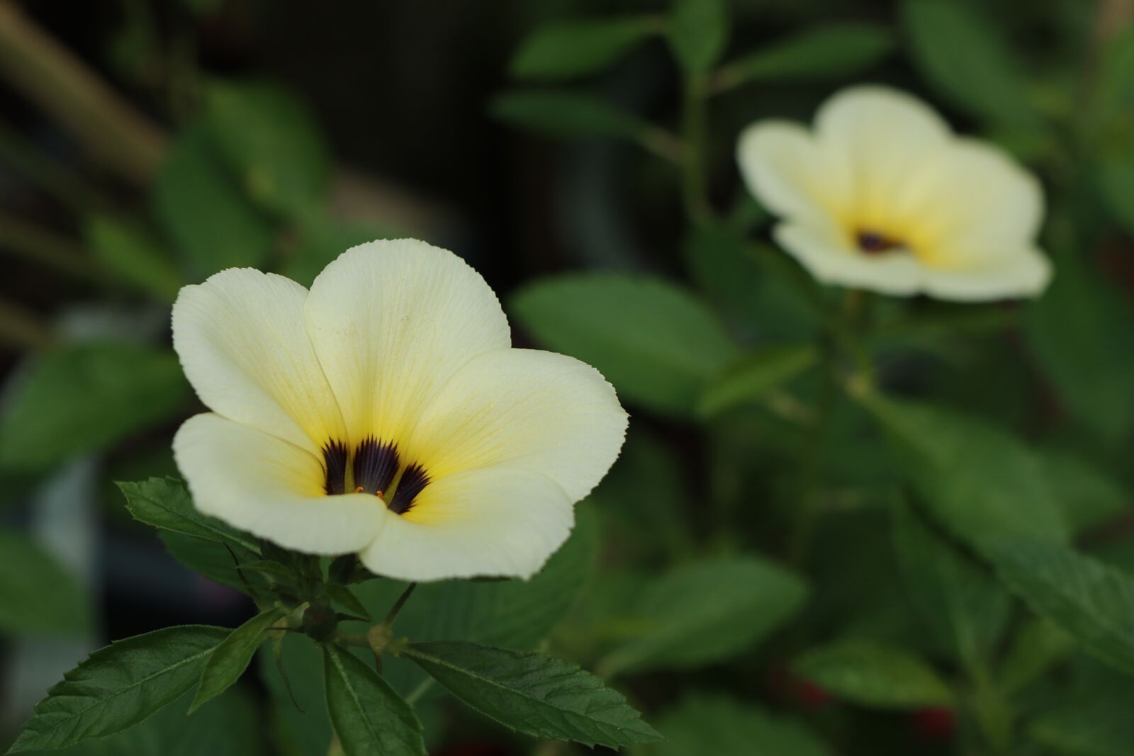 Canon EF-M 18-150mm F3.5-6.3 IS STM sample photo. Two yellow flower, nice photography