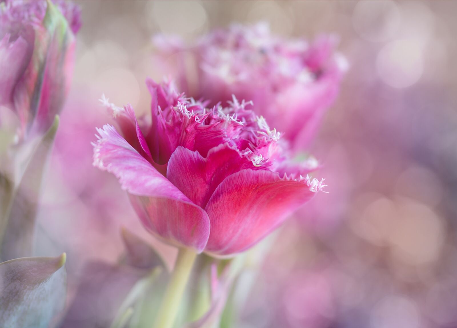 Sony SLT-A77 + 105mm F2.8 sample photo. Tulips, breeding, pink photography