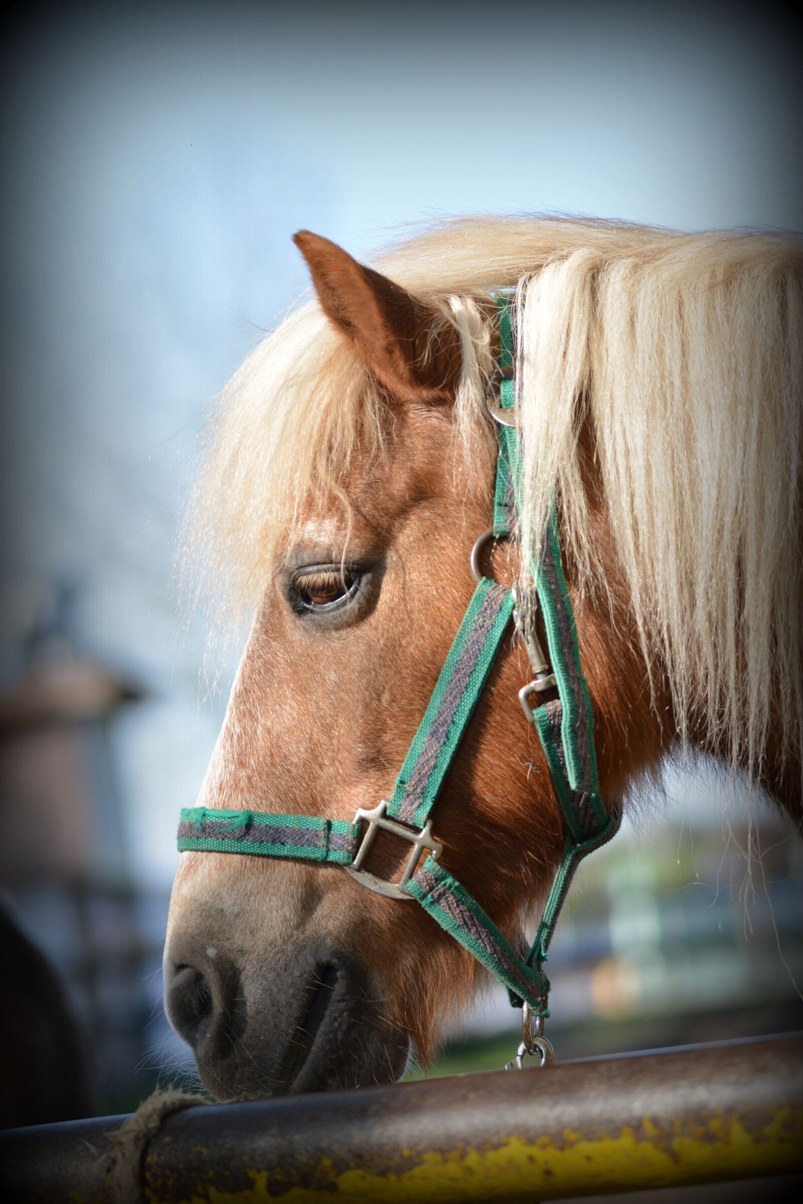 Nikon D5200 sample photo. Horse, portrait, animal portrait photography