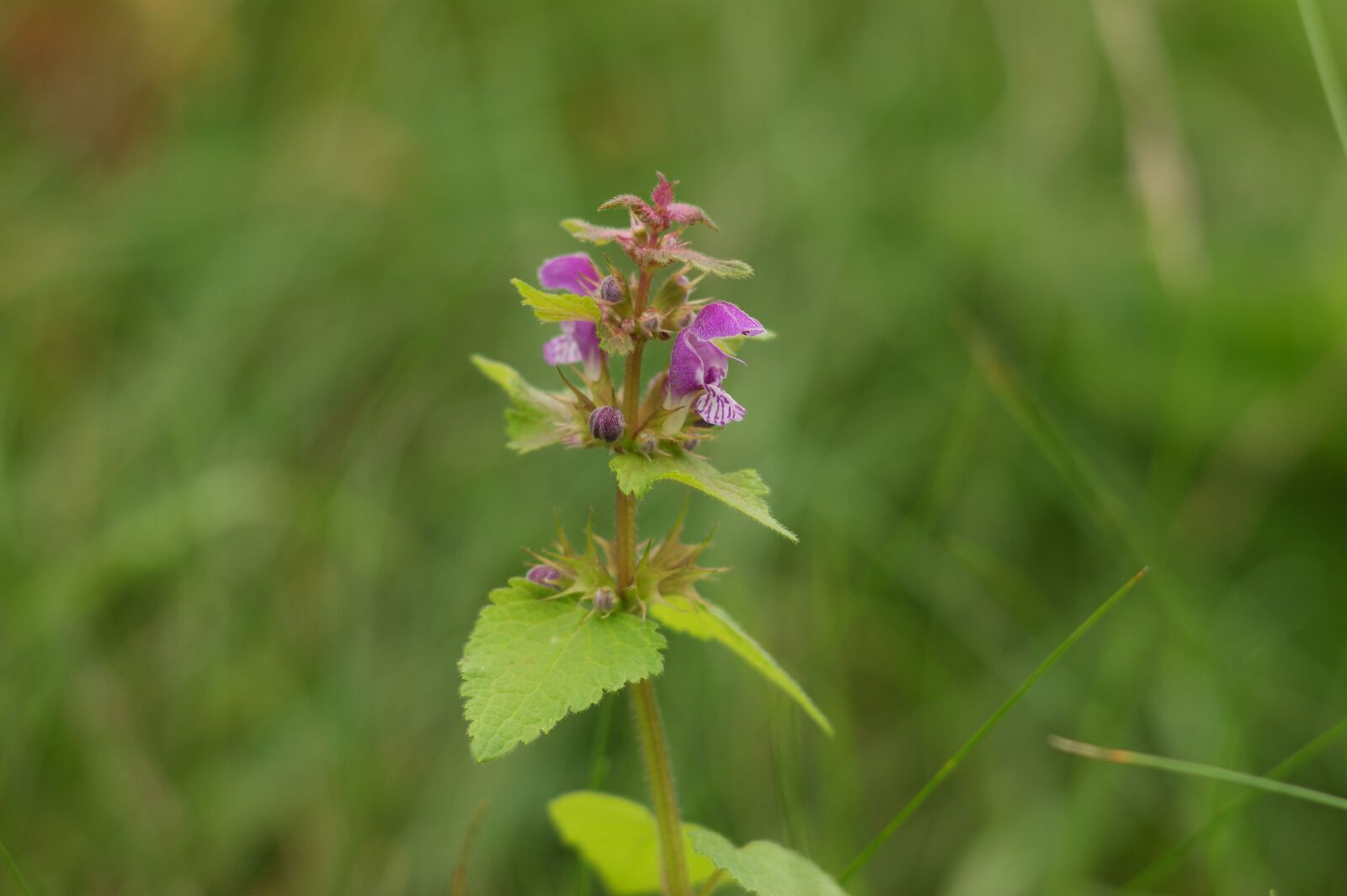 Sony Alpha DSLR-A290 sample photo. Nettle, purple, meadow photography