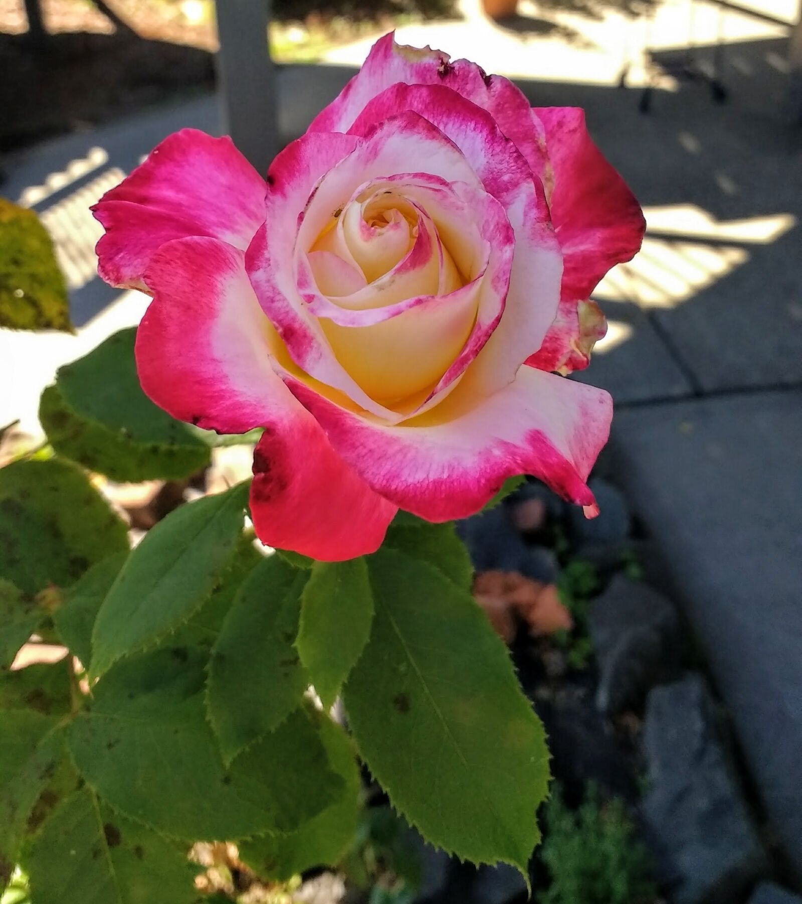 Motorola Moto G (4) sample photo. Rose, flower, plant photography