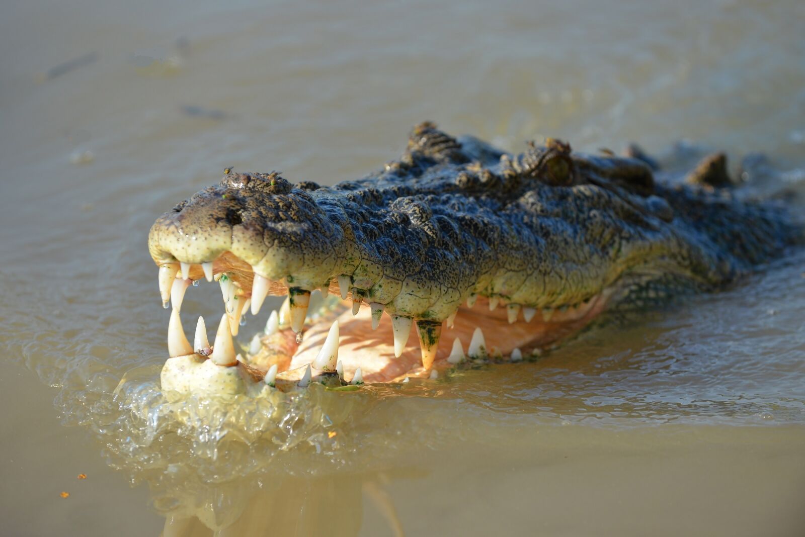 Nikon D800 sample photo. Crocodile, reptile, animal photography
