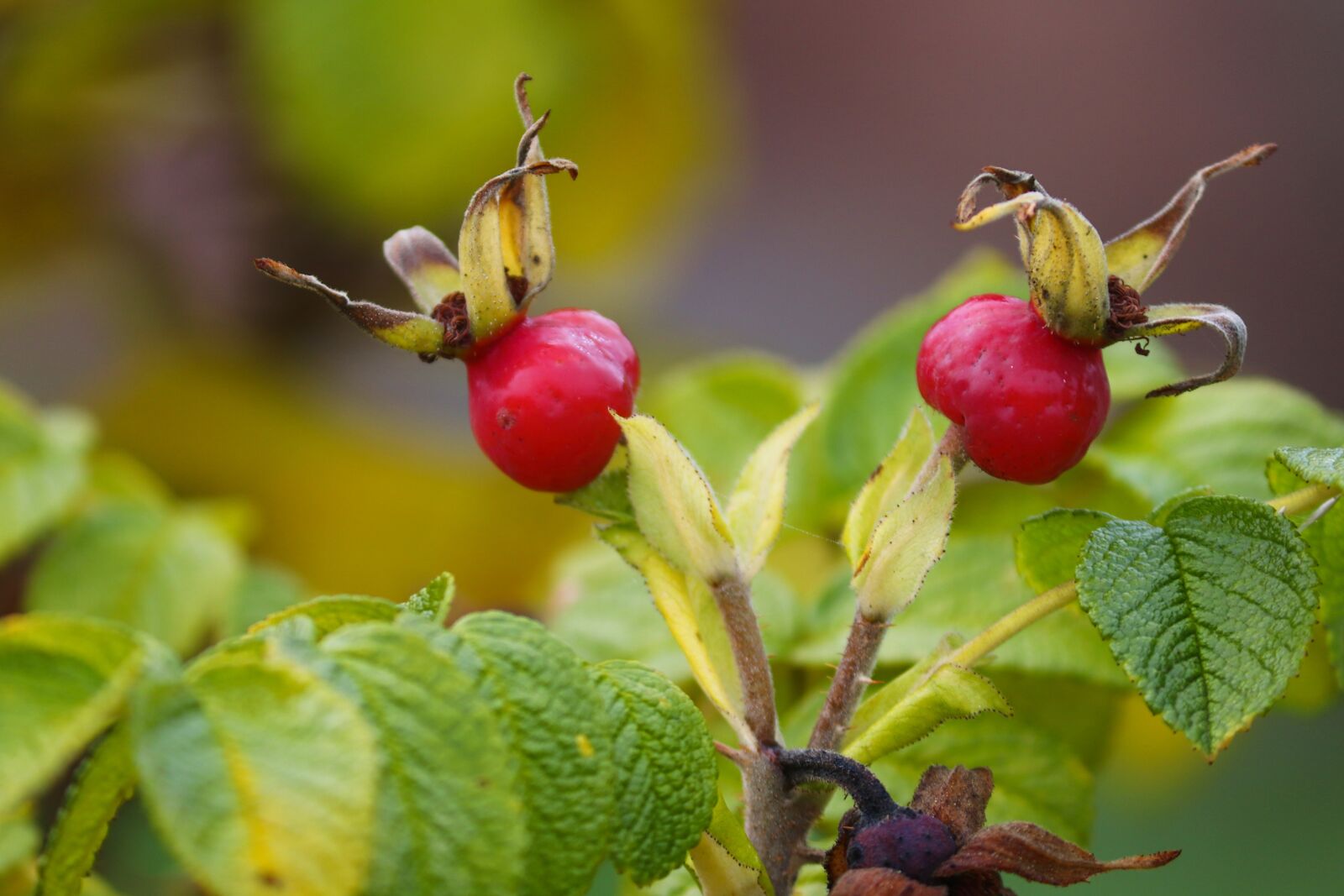 Canon EOS 200D (EOS Rebel SL2 / EOS Kiss X9) sample photo. Rose hip, bush, rosebush photography