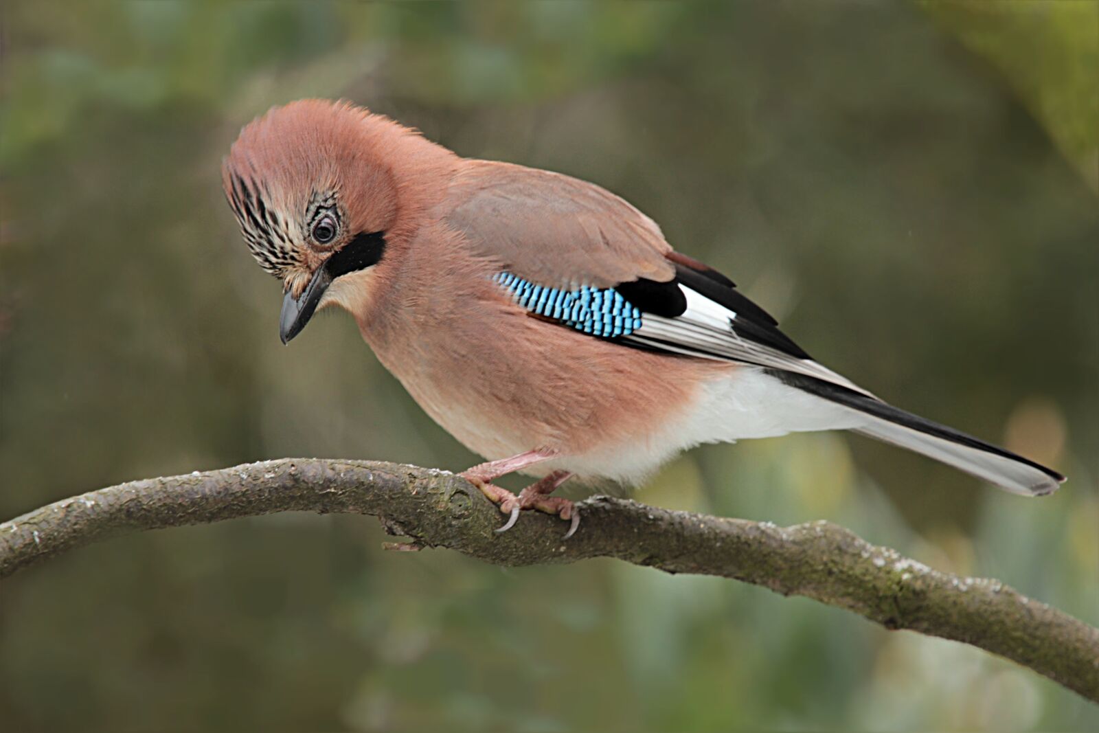 Canon EOS 550D (EOS Rebel T2i / EOS Kiss X4) sample photo. Jay, bird, garrulus glandarius photography