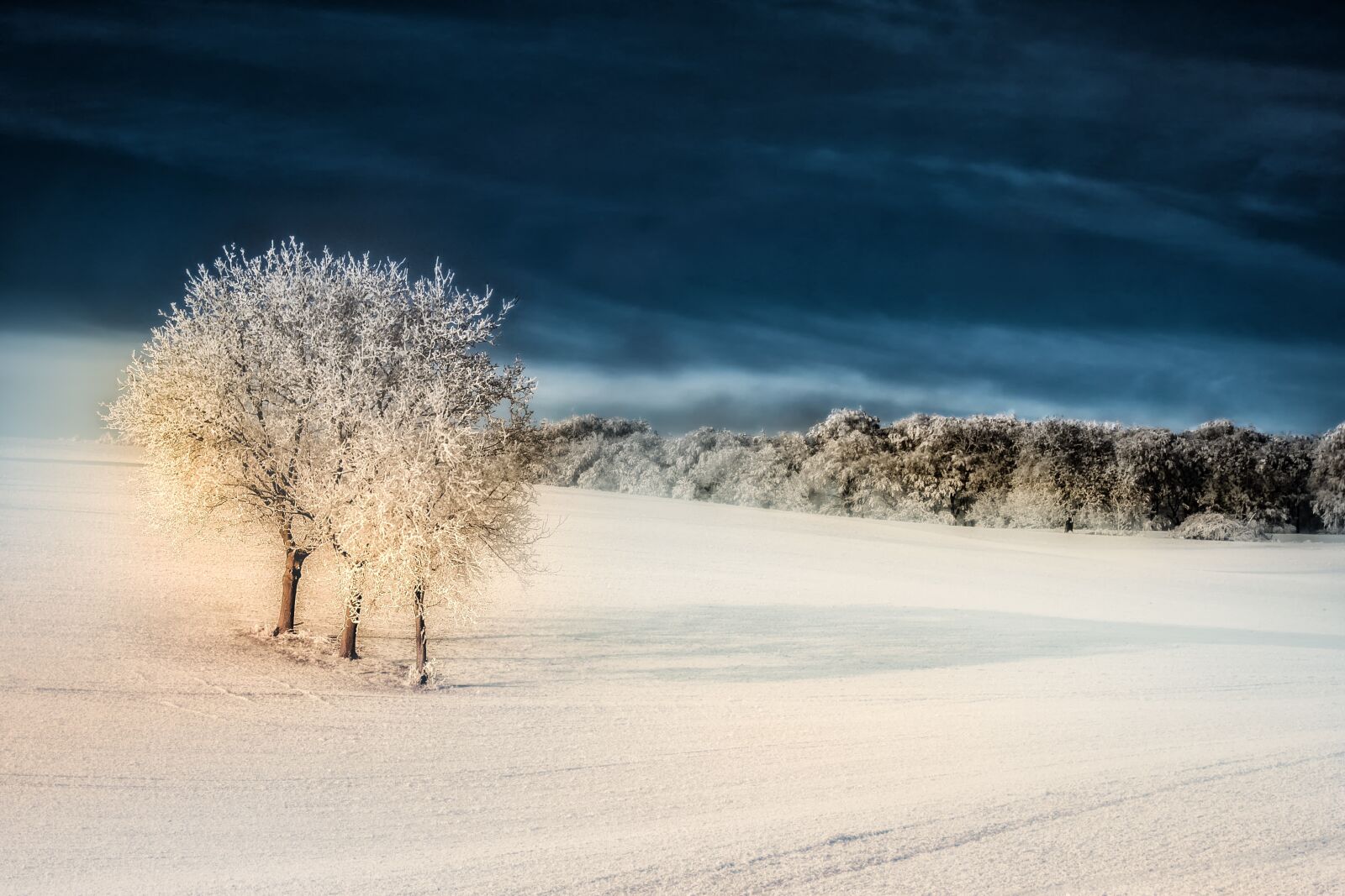 Canon EOS 60D + Canon EF 28-80mm f/3.5-5.6 USM sample photo. Winter, snow, tree photography
