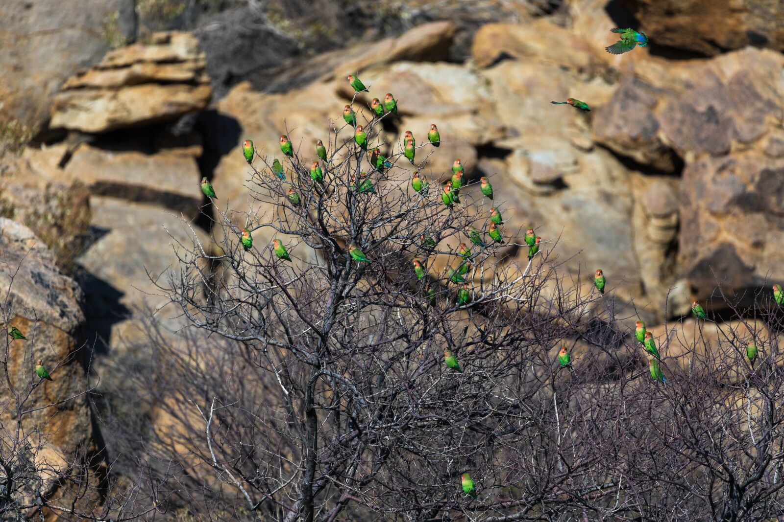 150-600mm F5-6.3 DG OS HSM | Contemporary 015 sample photo. Parrot, red-headed parakeet, parakeet photography