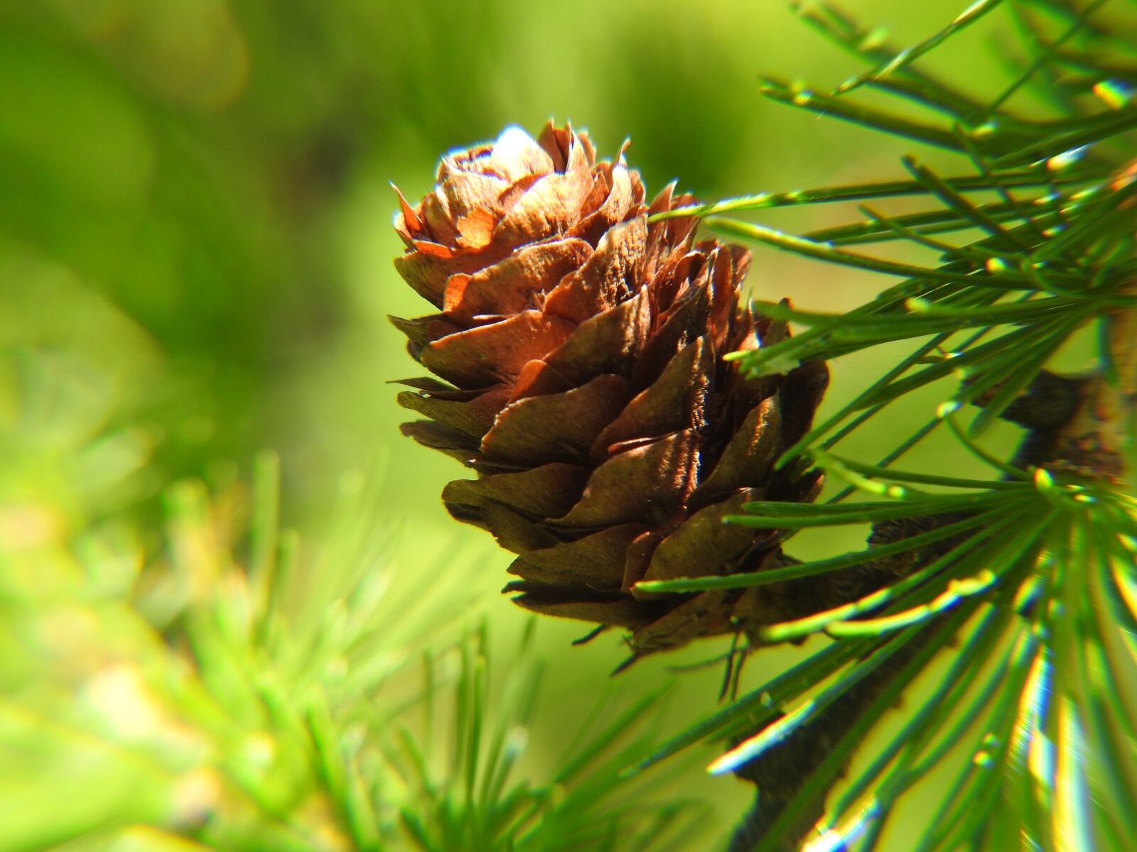 Nikon Coolpix P900 sample photo. Pine cone, nature, green photography