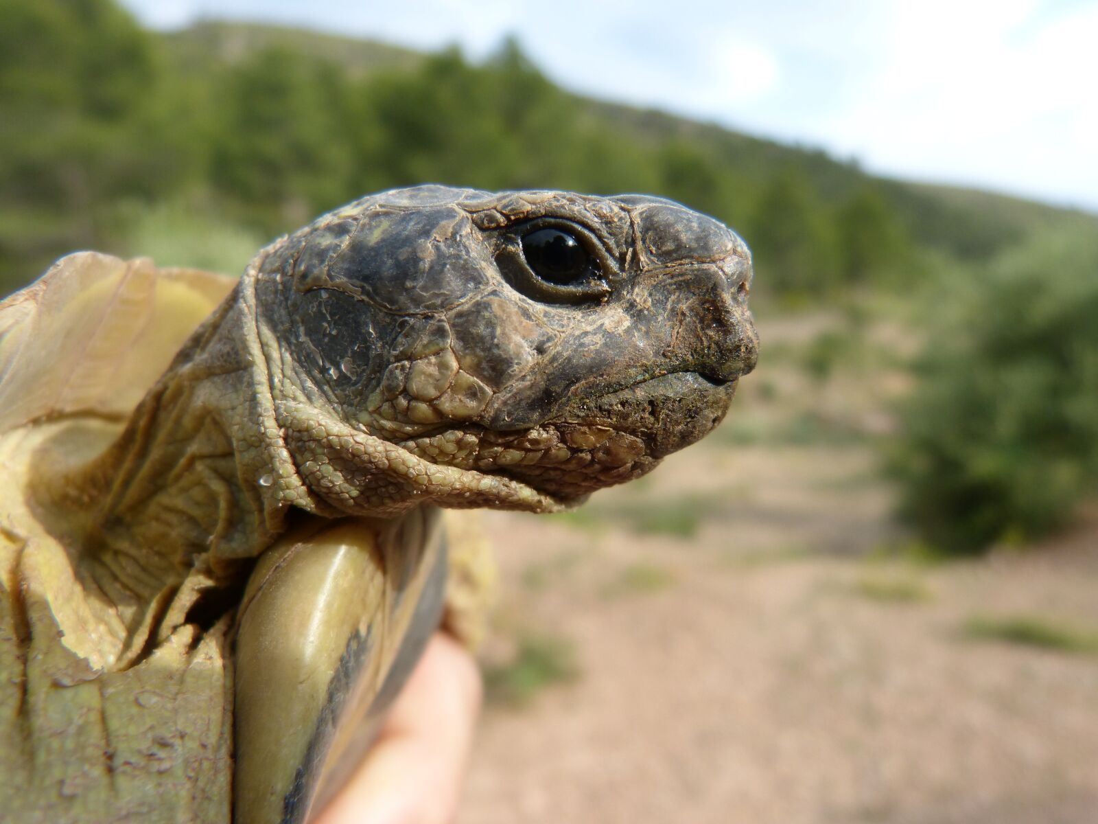 Panasonic DMC-FZ62 sample photo. Mediterranean tortoise, look, priorat photography