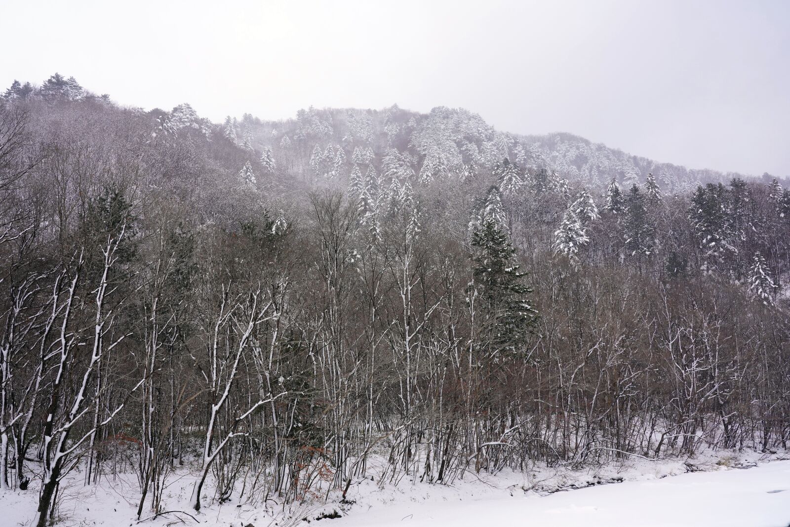 Sony FE 24-105mm F4 G OSS sample photo. Snow, winter, pine photography