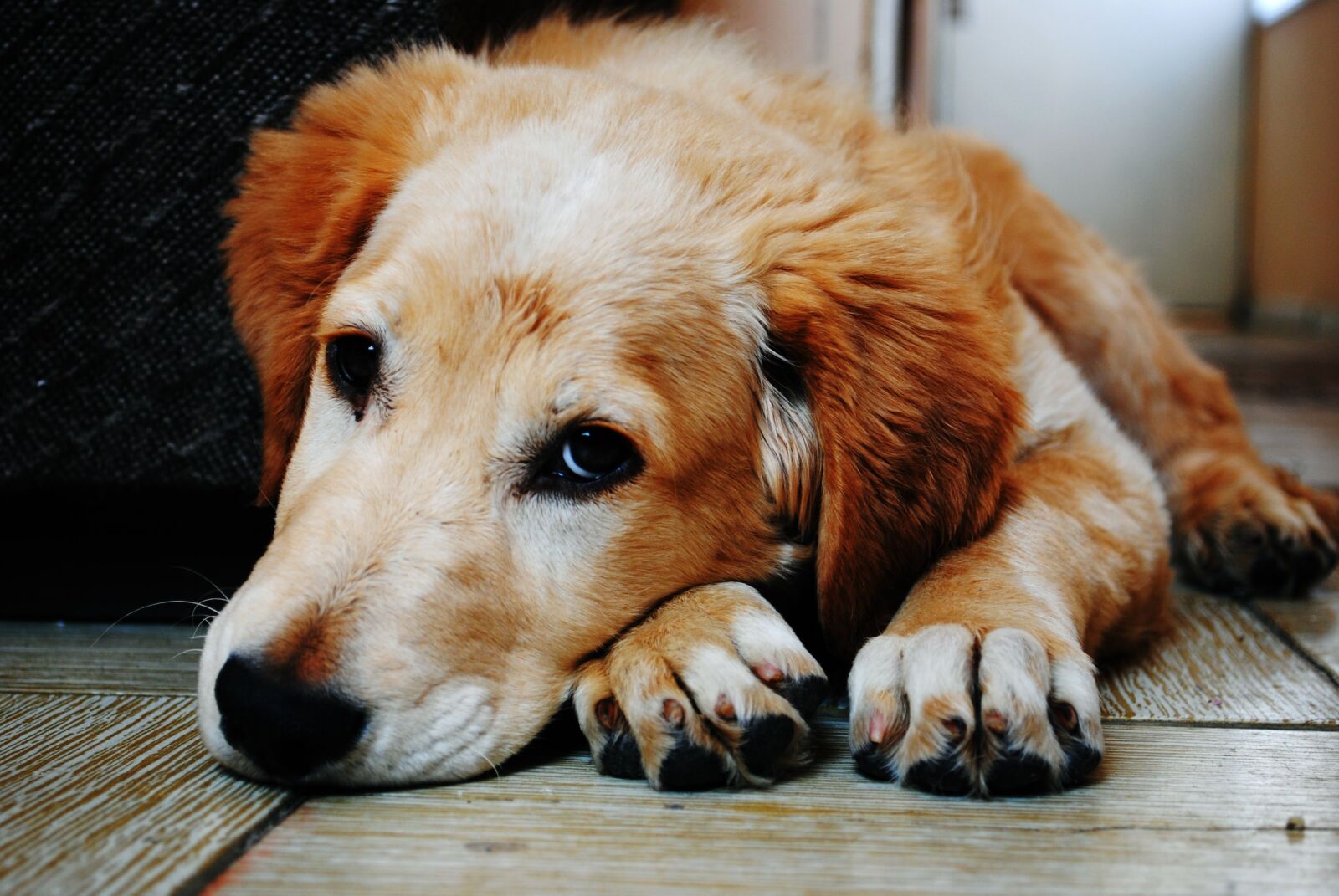 Nikon D3000 sample photo. Adorable, animal, canine photography