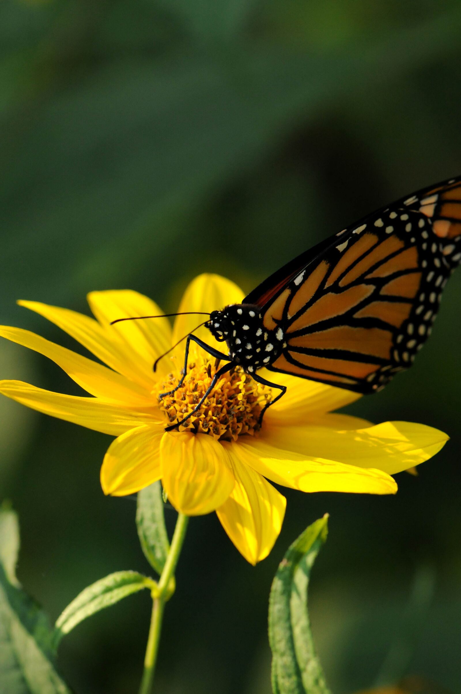 Nikon D300S sample photo. Monarch butterfly, insect, yellow photography