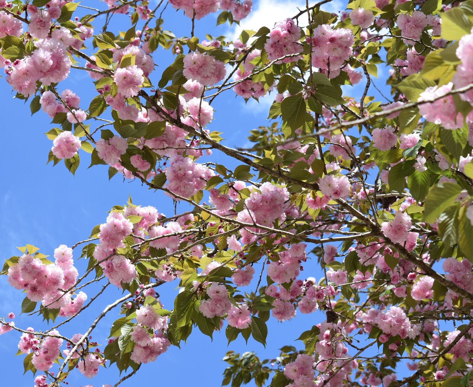 Nikon D3300 sample photo. Japanese cherry blossoms, japanese photography