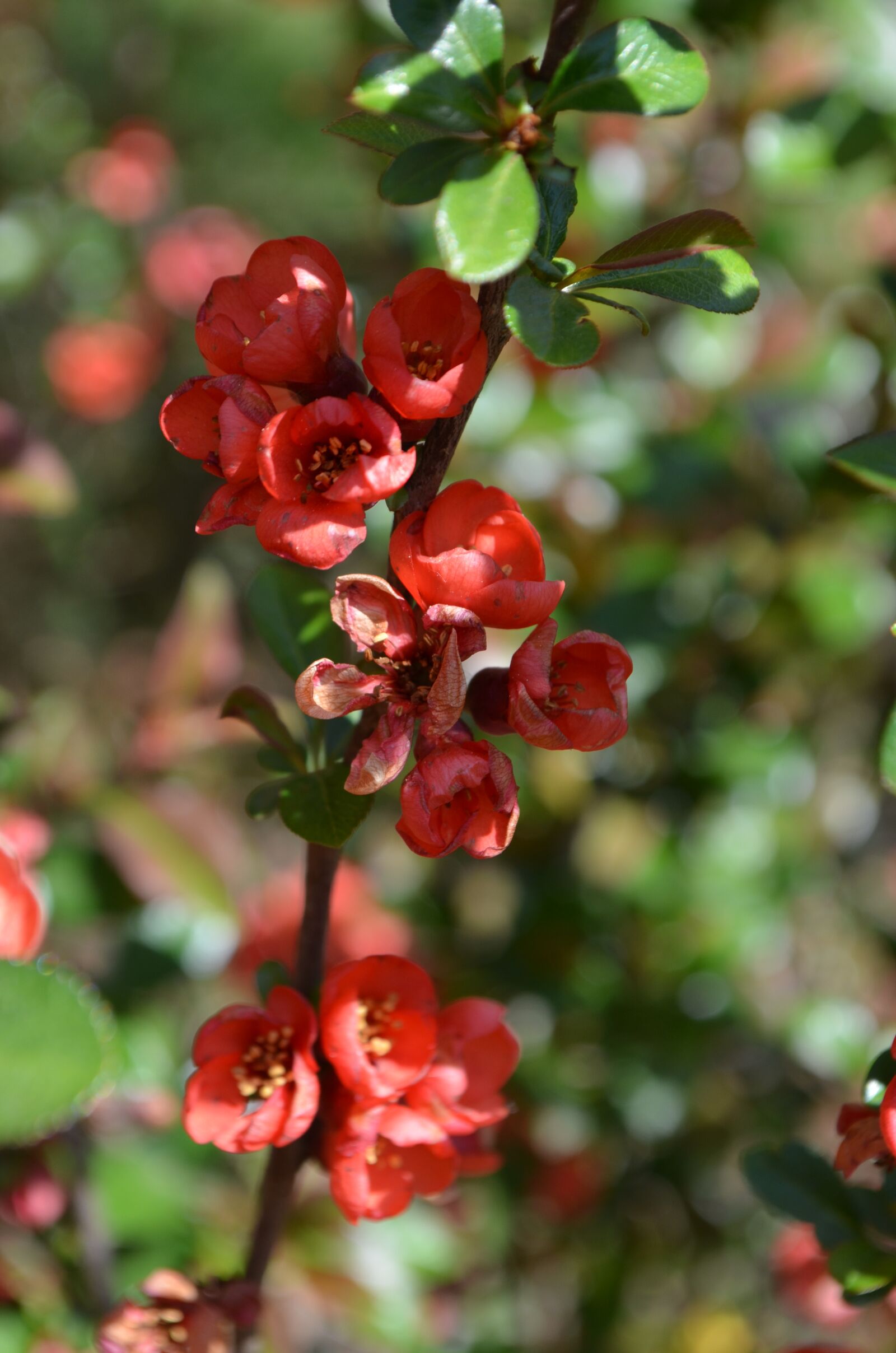 Nikon D5100 sample photo. Flower, blossom, bloom photography
