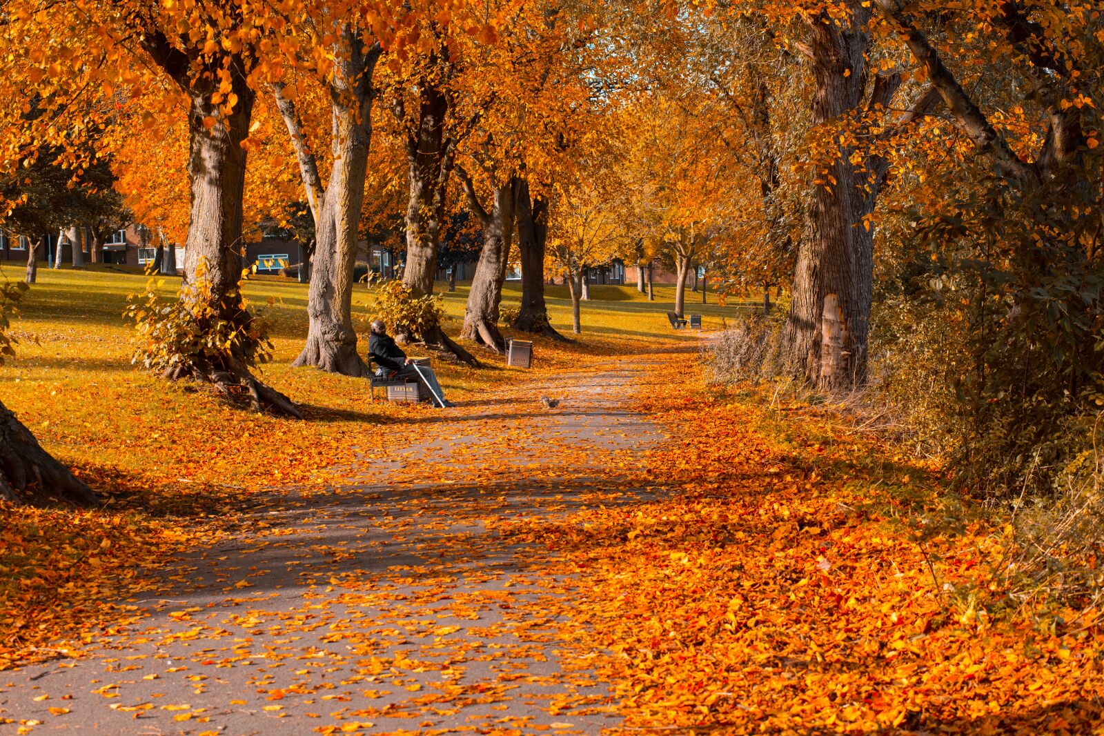 Canon EOS 6D sample photo. Leaves, park, autumn photography