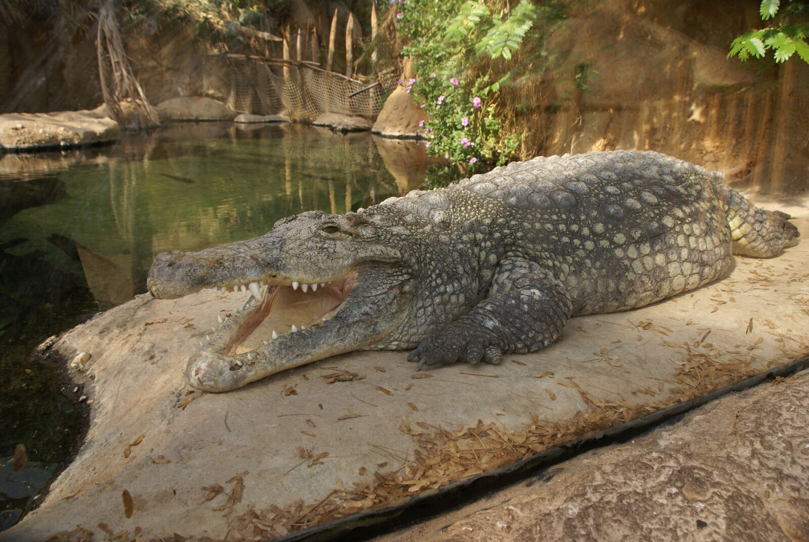 Sony Alpha DSLR-A100 sample photo