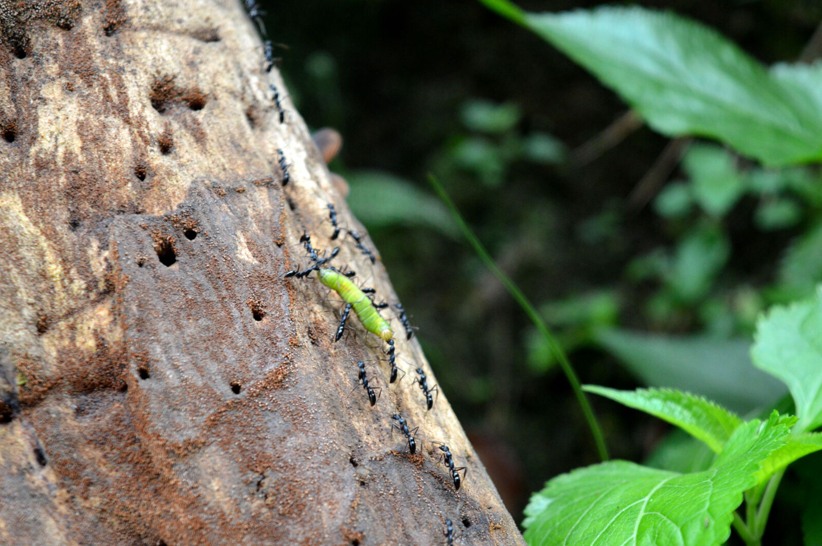 Nikon D3200 sample photo. Animal, ant, caterpillar, prey photography