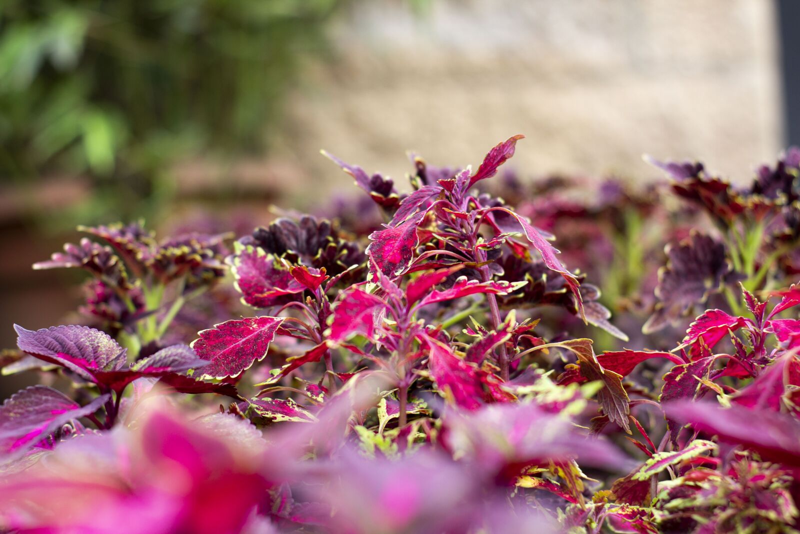 YN50mm f/1.8 II sample photo. Color, nature, sunrise photography