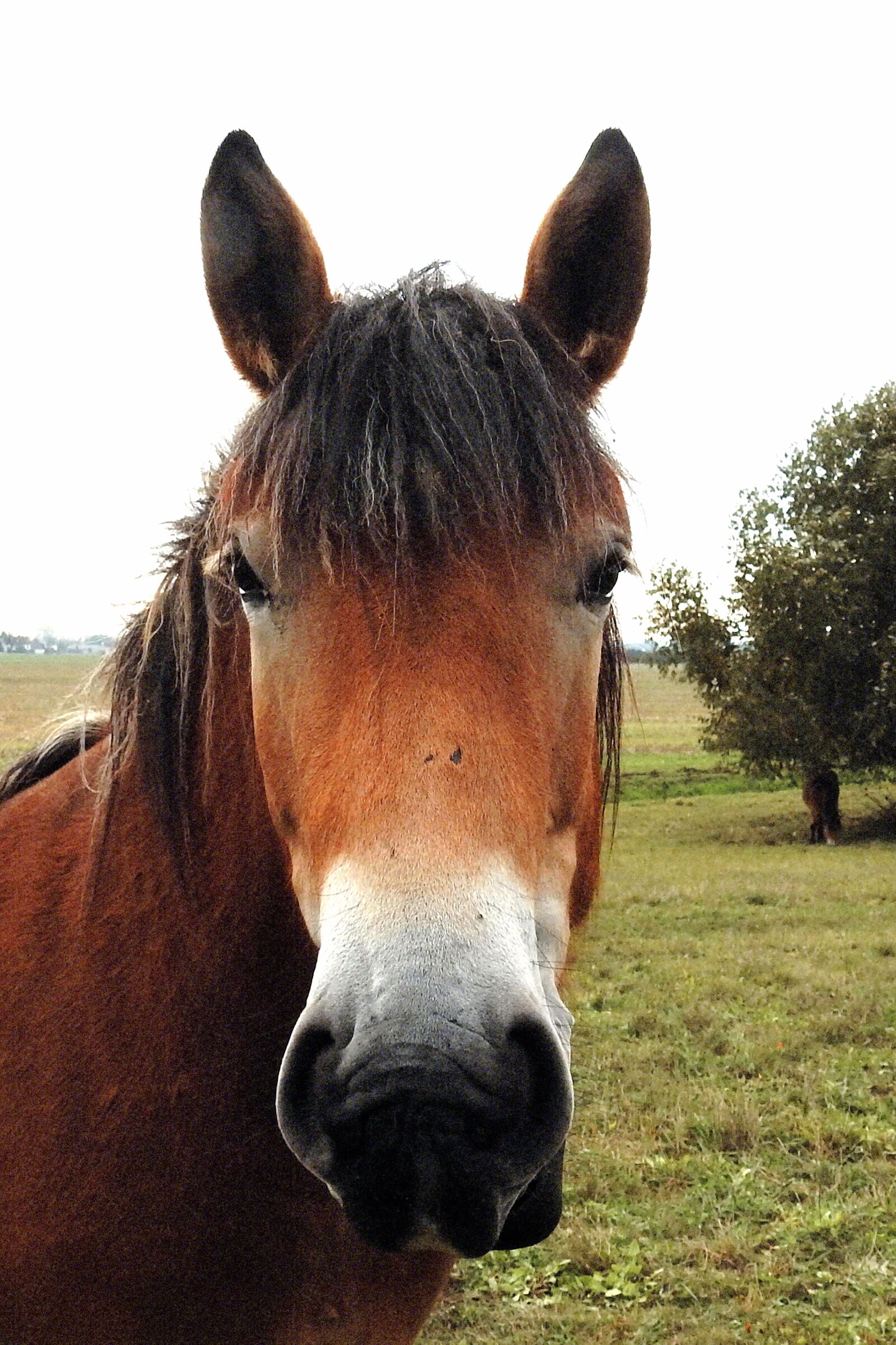 Nikon Coolpix P900 sample photo. Horse, kaltblut, mare photography