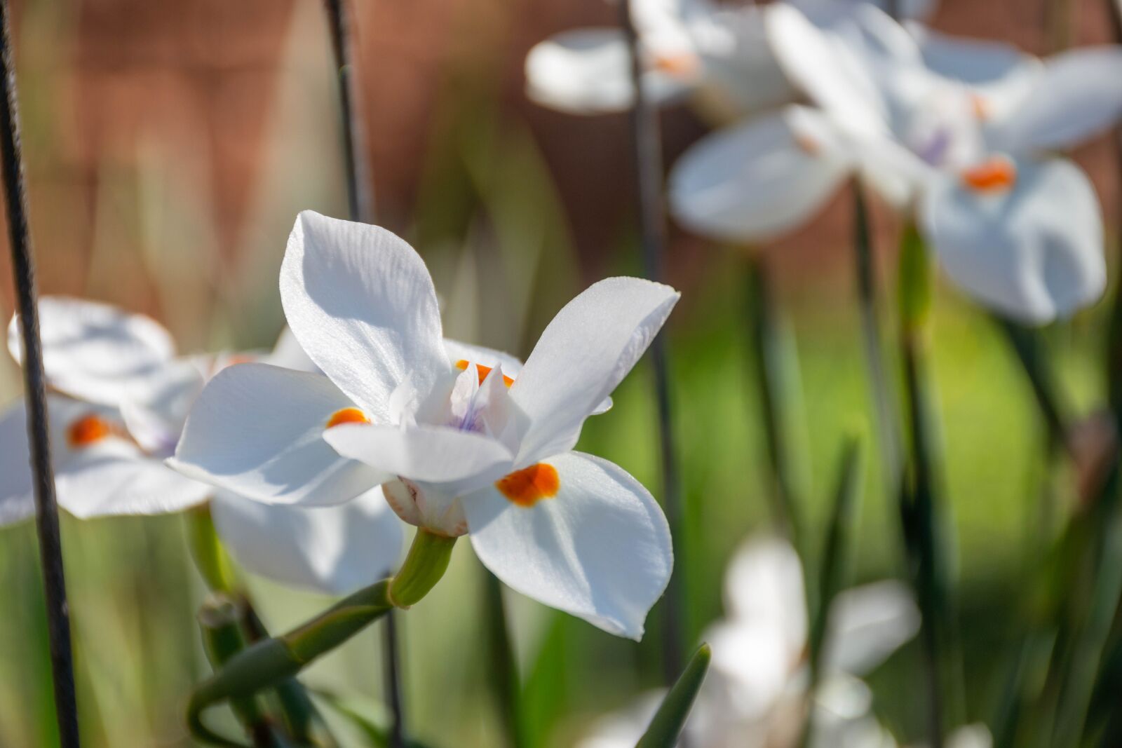 Nikon D7200 sample photo. Plant, shrub, flower photography