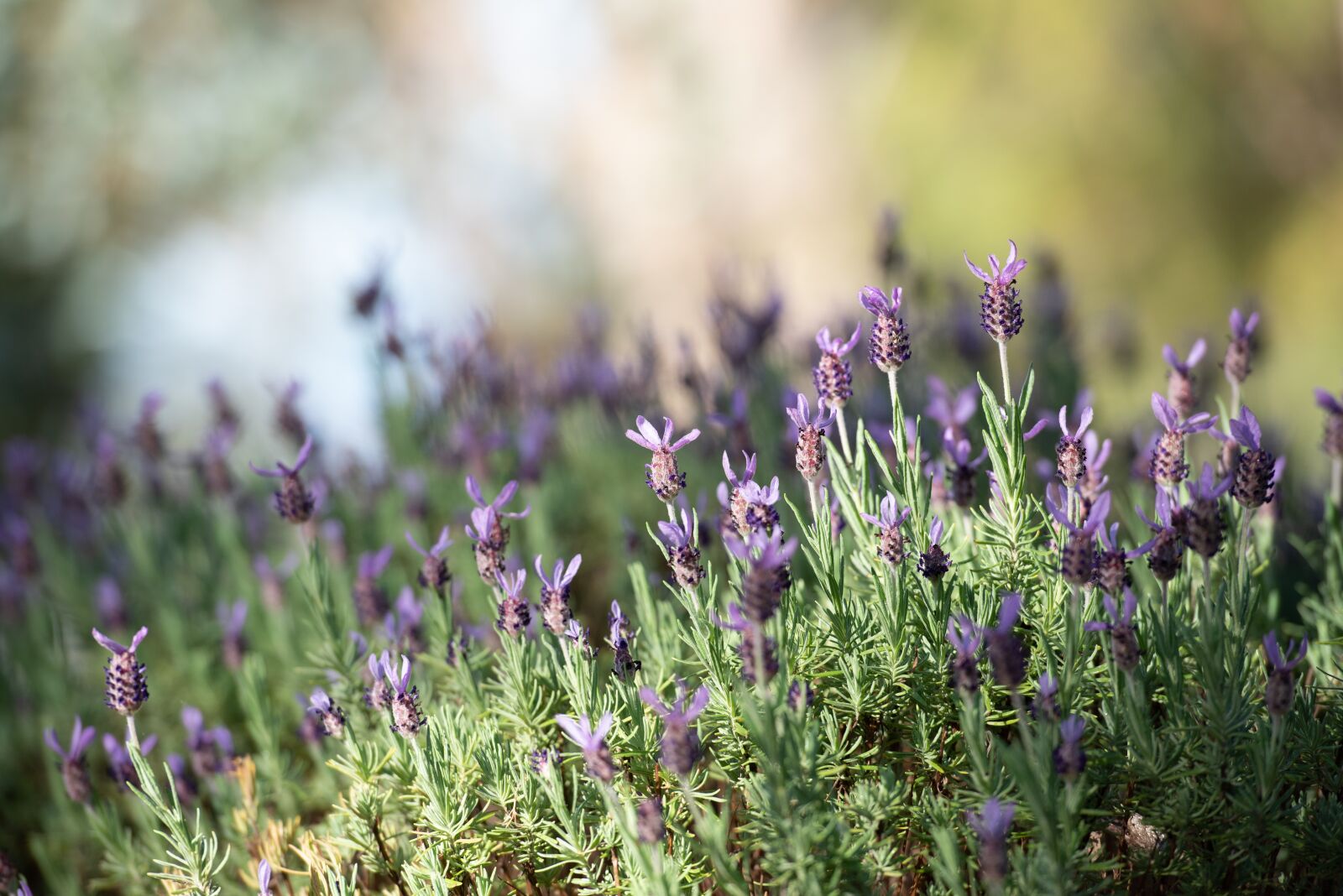 Nikon D750 sample photo. Lavender, lavandula, flowers photography