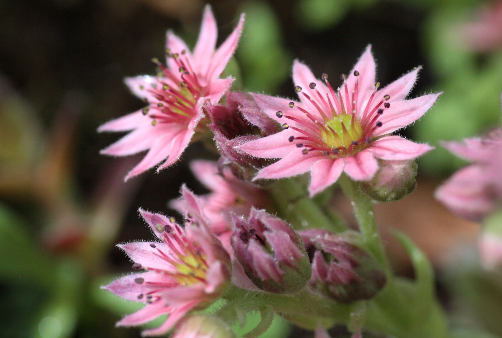 Canon EOS 450D (EOS Rebel XSi / EOS Kiss X2) sample photo. Houseleek, plant, sempervivum photography