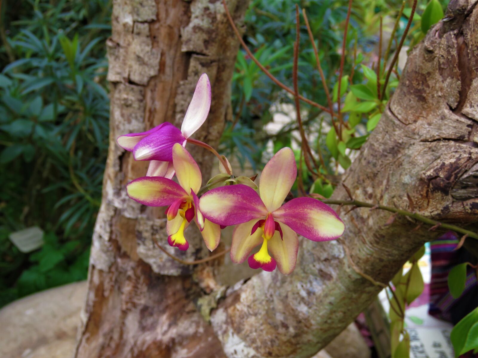 Canon PowerShot SX60 HS sample photo. Orchids, flower, garden photography