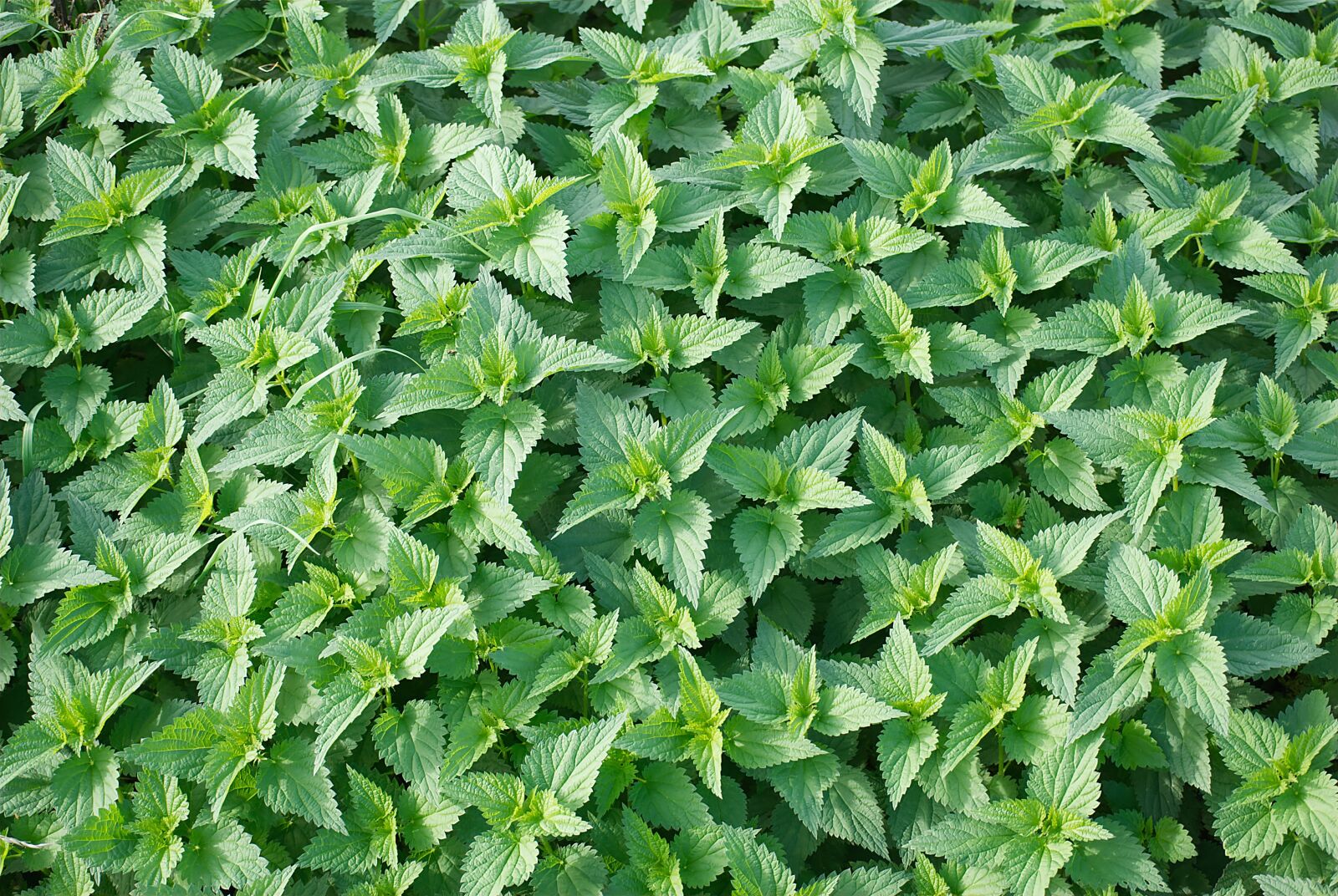 Nikon D80 sample photo. Stinging nettle, green stuff photography