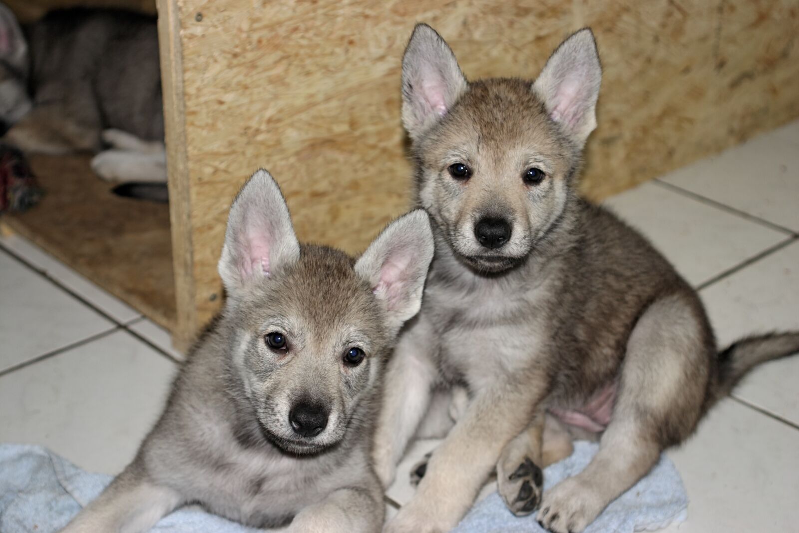 Canon EOS 300D (EOS Digital Rebel / EOS Kiss Digital) sample photo. Czechoslovakian wolf dog, puppy photography