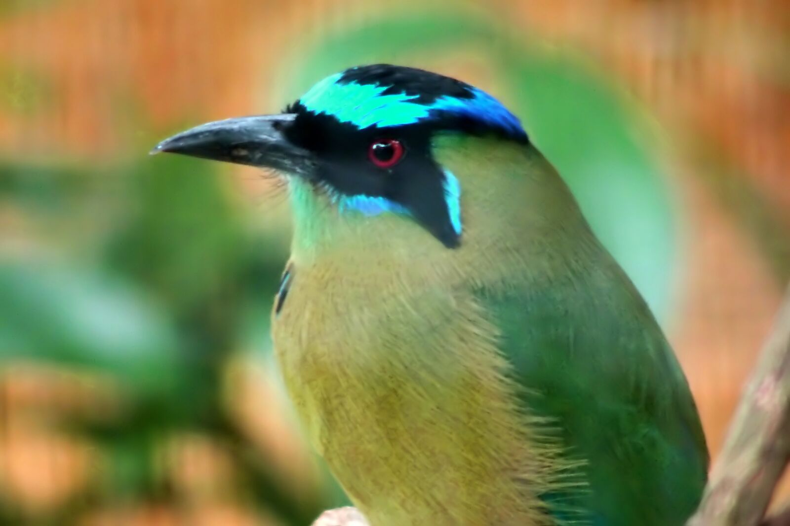 Olympus OM-D E-M1 sample photo. Green bird, looking, bird photography