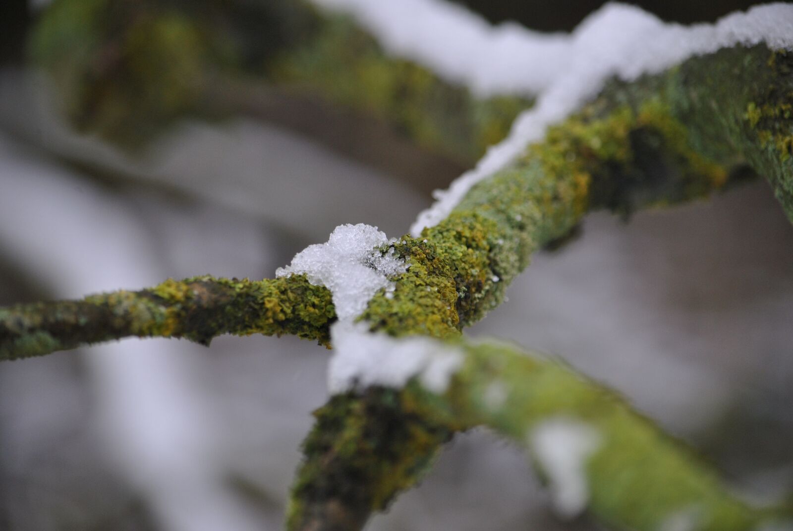 Nikon D3000 sample photo. Ice, winter, cold photography