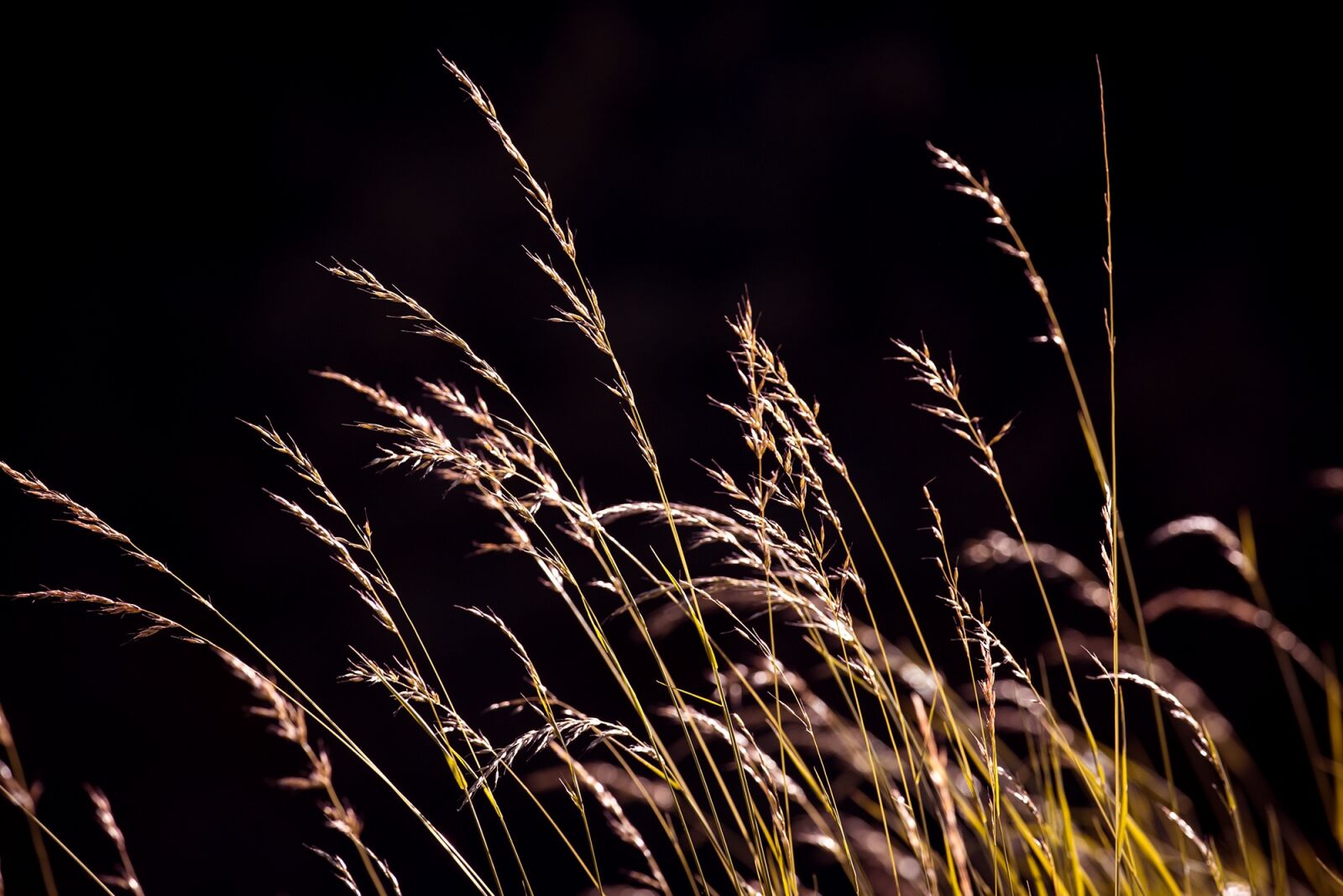 Nikon D750 sample photo. Grasses, seeds, nature photography