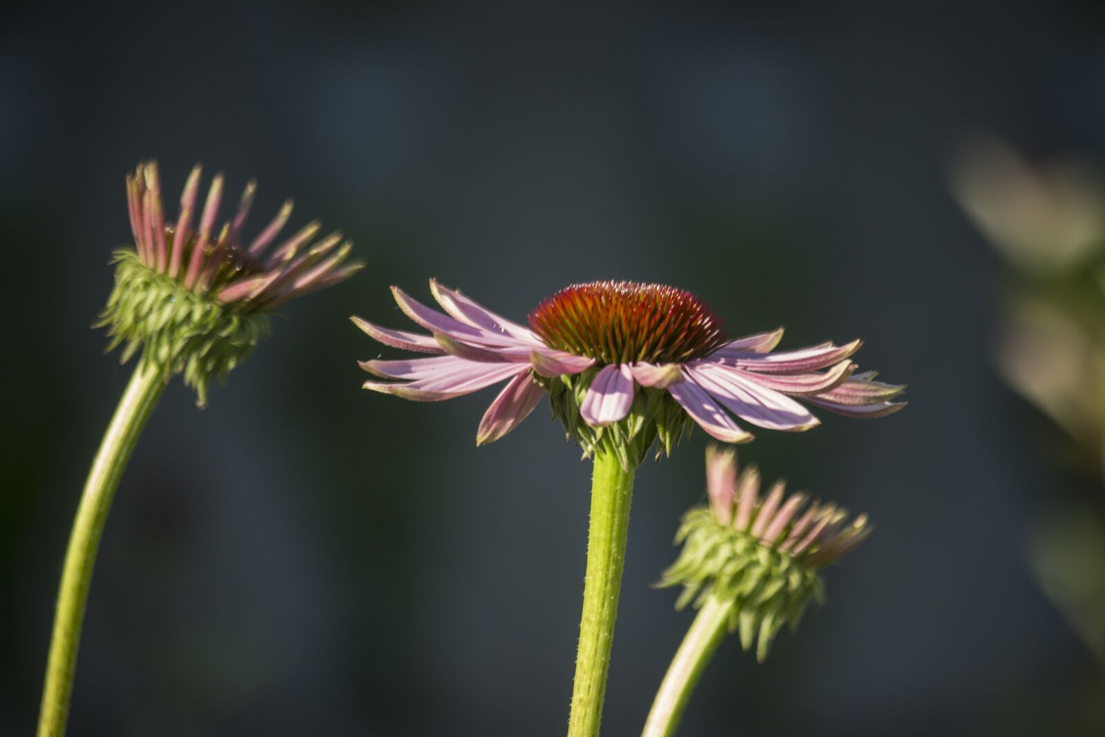Canon EF-S 55-250mm F4-5.6 IS STM sample photo. Summer, flower, violet photography