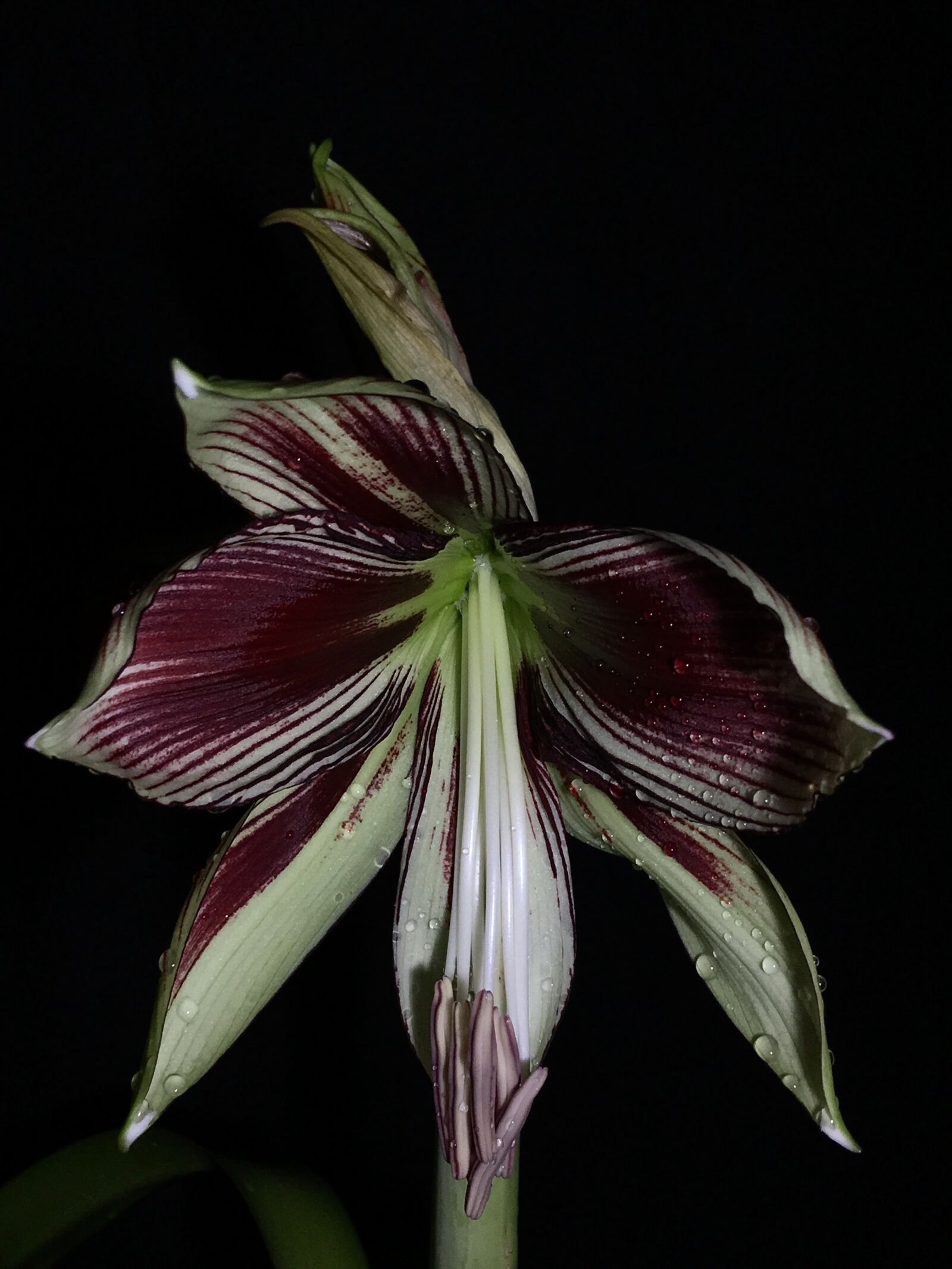Apple iPhone 6s Plus sample photo. Lily, pistils, flourished photography