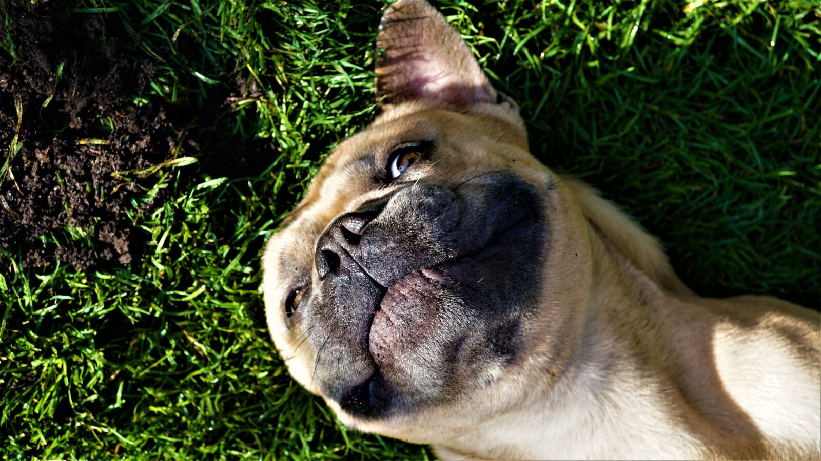 Sony E 30mm F3.5 Macro sample photo. French bulldog, funny, the photography
