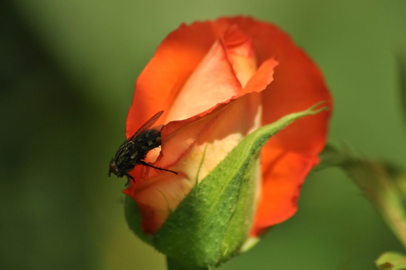 Nikon D90 sample photo. Rose, fly, insect photography