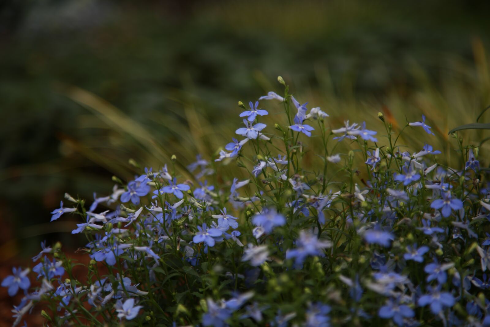 Canon EOS 6D + Canon EF 24-105mm F4L IS USM sample photo. Wildflower, flowers, plants photography