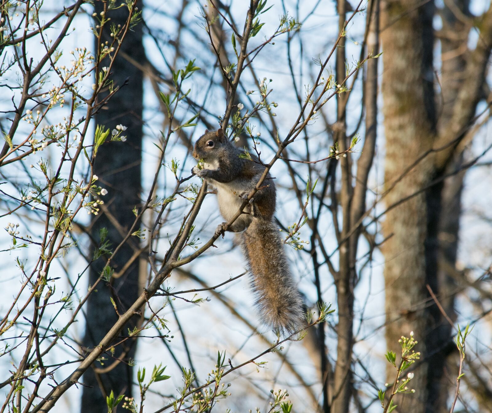 Nikon D3300 sample photo. Nature, tree, outdoors photography
