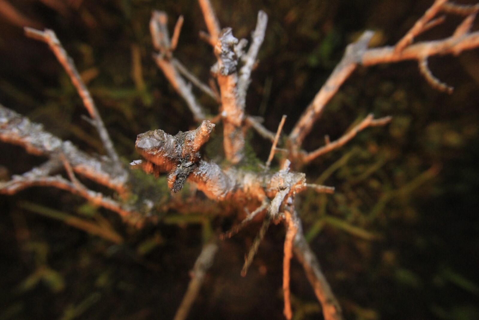 Canon EOS 600D (Rebel EOS T3i / EOS Kiss X5) sample photo. Branch, nature, garden photography