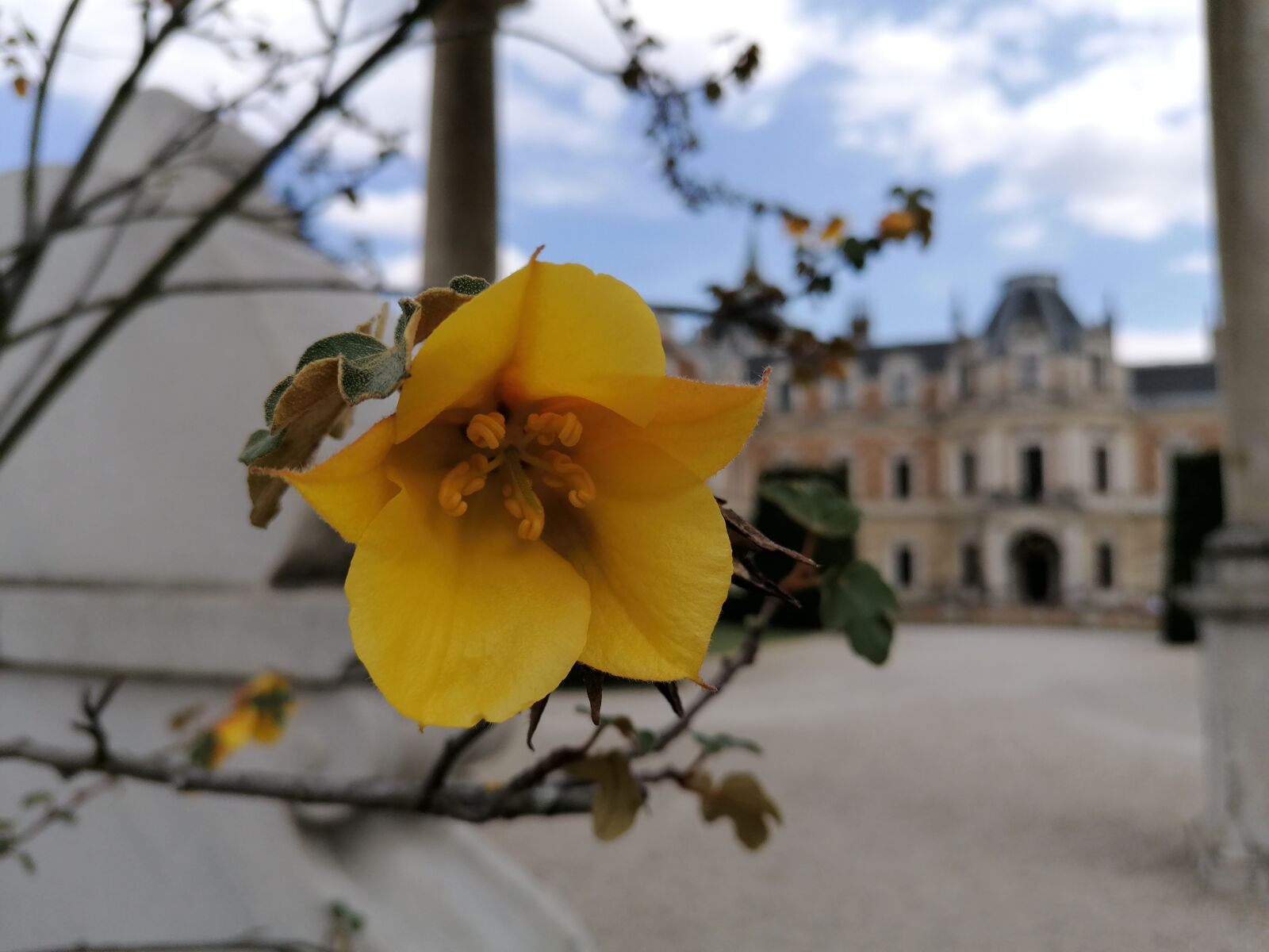 HUAWEI P30 LITE sample photo. Flower, palace, architecture photography