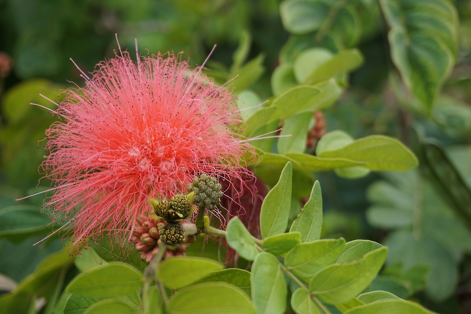 Sony E 16-50mm F3.5-5.6 PZ OSS sample photo. Nature, leaf, flora photography
