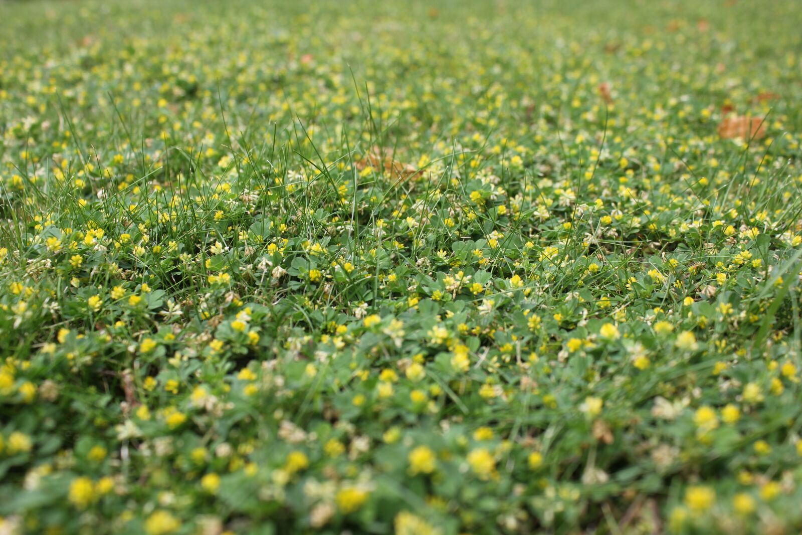 Canon EOS 550D (EOS Rebel T2i / EOS Kiss X4) sample photo. Flora, field, nature photography
