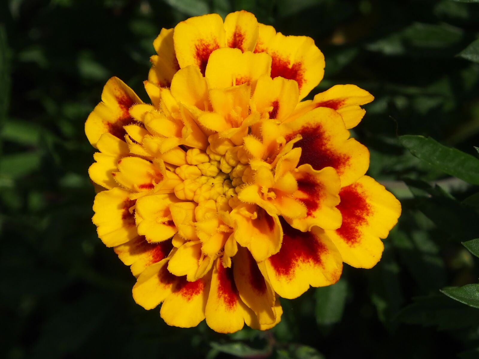 Olympus OM-D E-M5 sample photo. Flower, yellow orange, summer photography