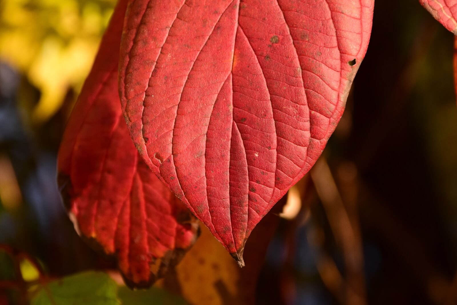 Nikon D3300 sample photo. Leaves, fall foliage, autumn photography