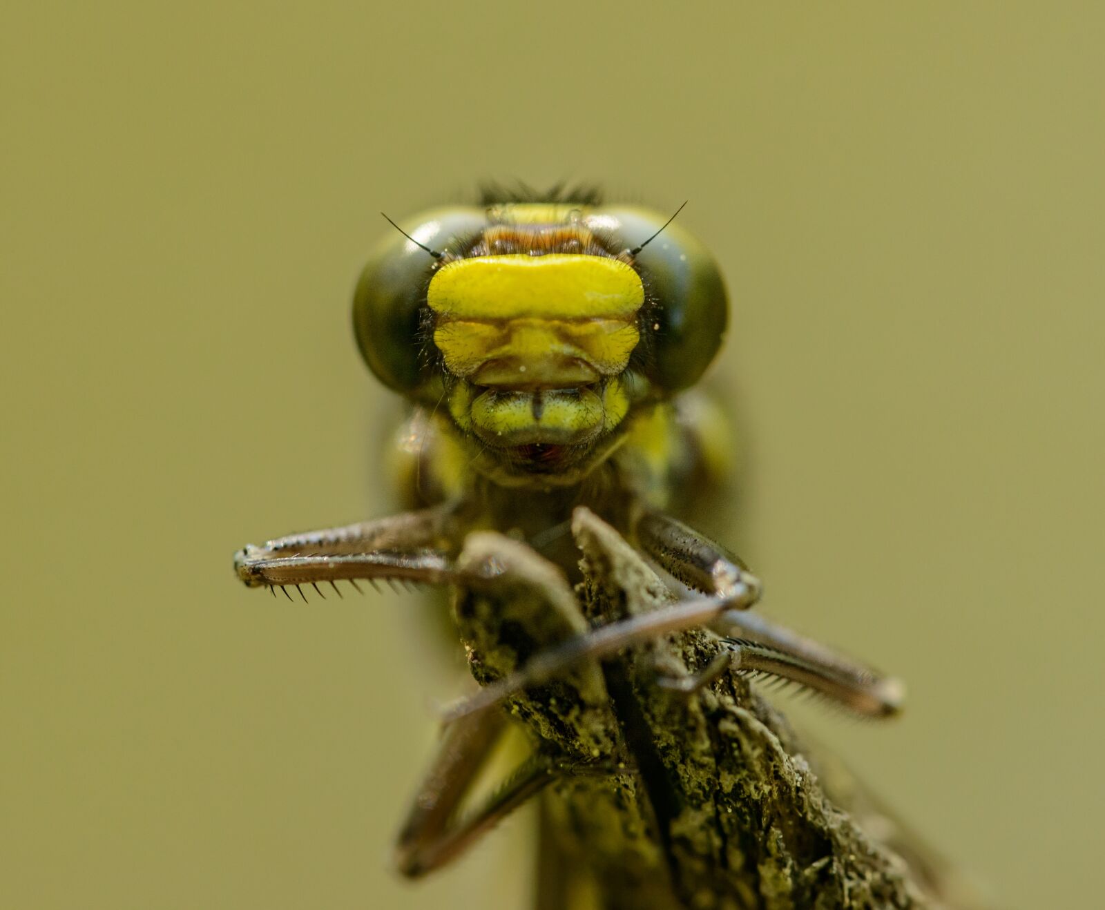 Nikon D800E sample photo. Dragonfly, detail, portrait photography