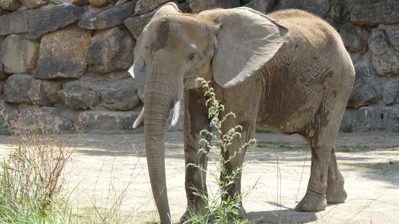 Sony Cyber-shot DSC-WX500 sample photo. Elephant, zoo, tiergarten sch photography