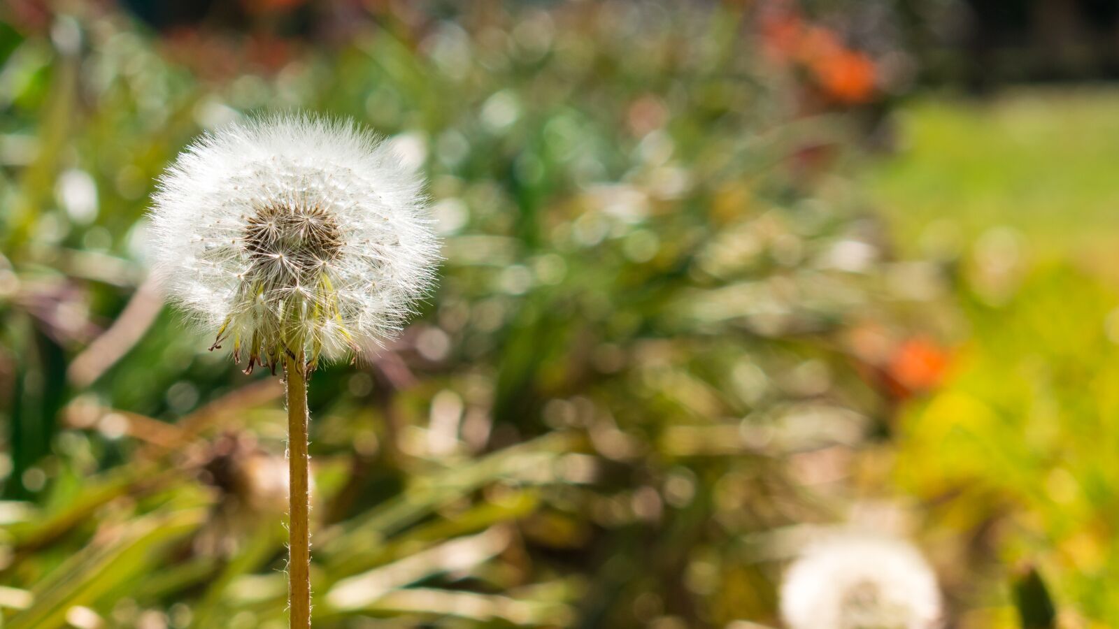 Nikon D5300 sample photo. Plant, green, nature photography
