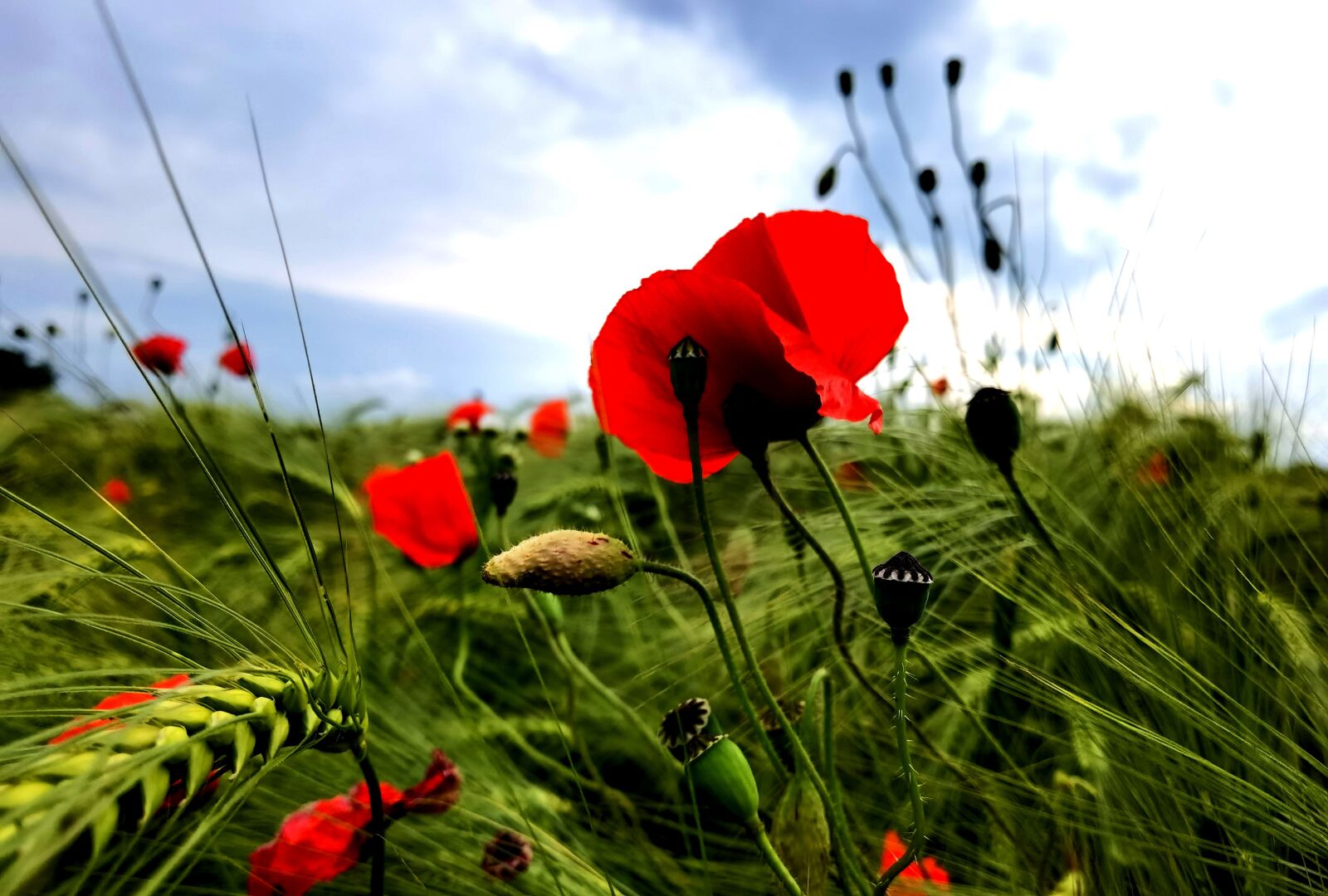 HUAWEI ELS-NX9 sample photo. Poppy, field, grain photography
