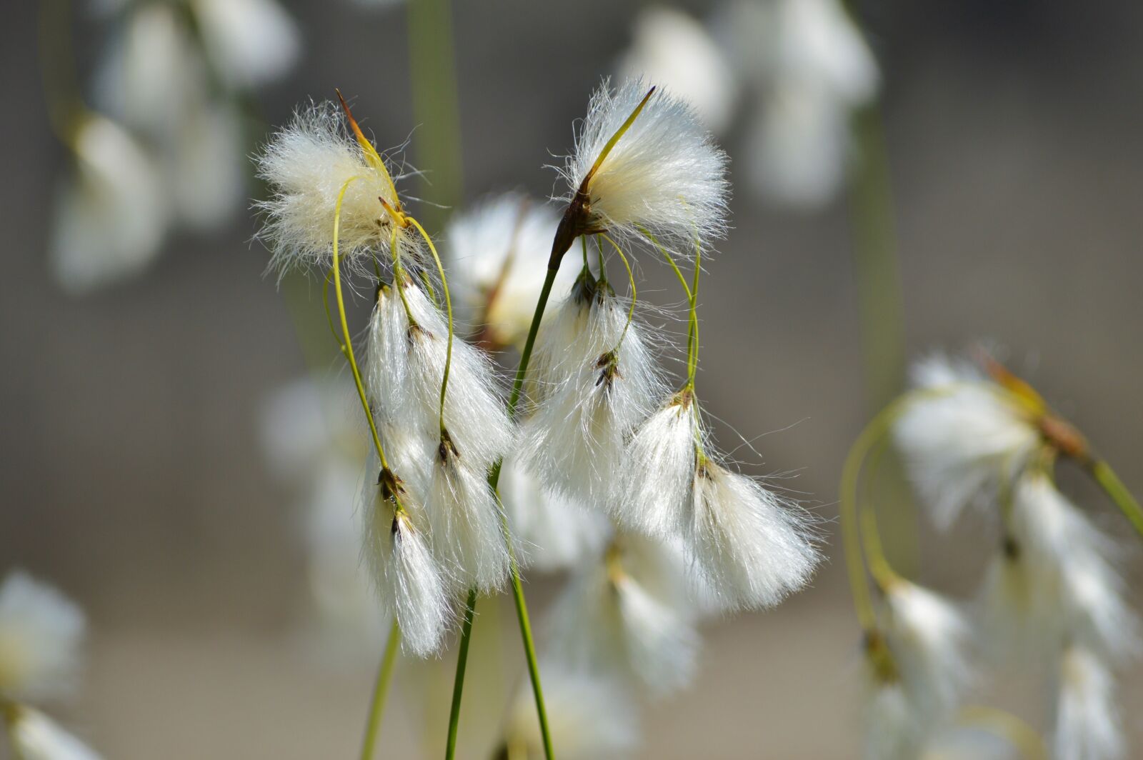Nikon D3200 sample photo. Bodensee-the-beach hair grass, deschampsia photography