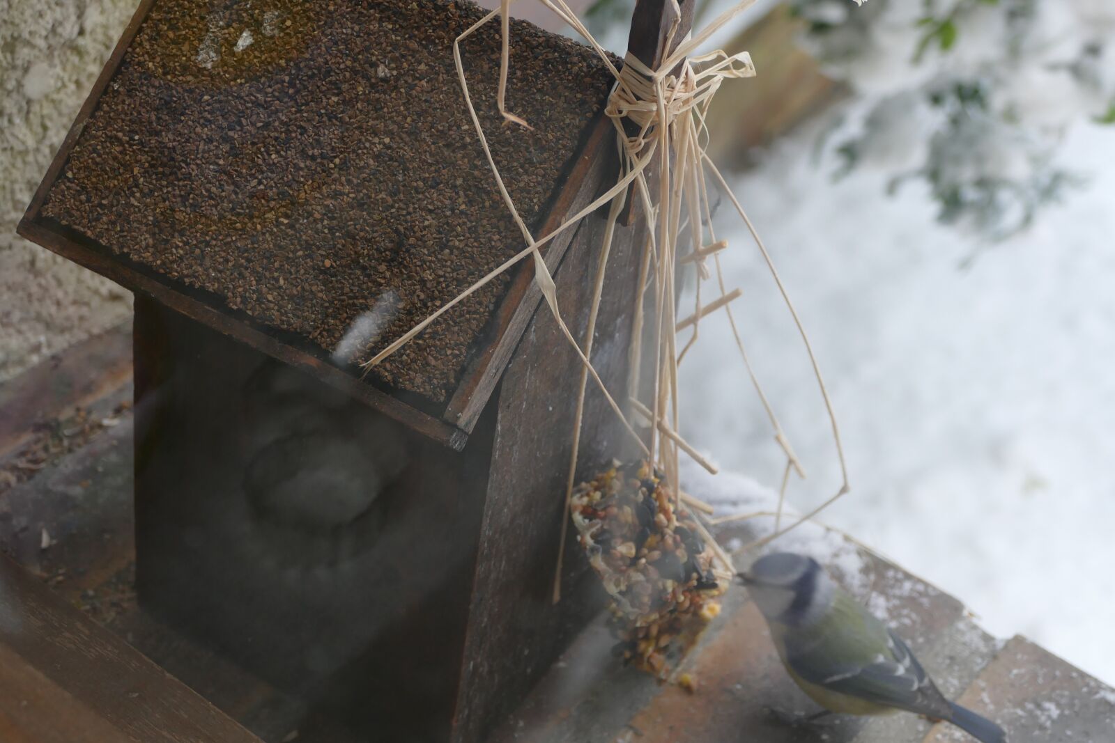 Panasonic Lumix DMC-FZ1000 sample photo. Birds house, bird, birdhouse photography